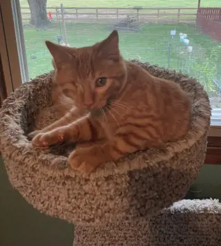 Scratch