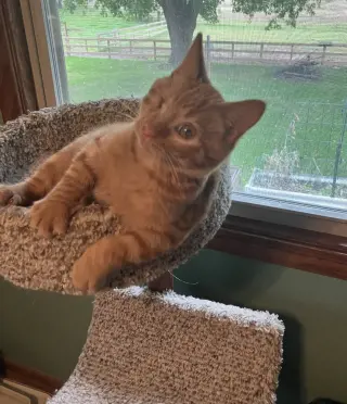 Scratch