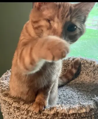 Scratch