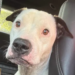 Emma (Little Dog): fostered