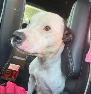 Emma (Little Dog): fostered