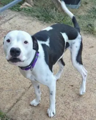 Emma (Little Dog): fostered