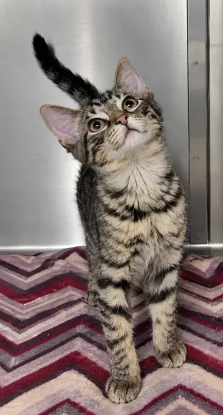 Kitten Wave