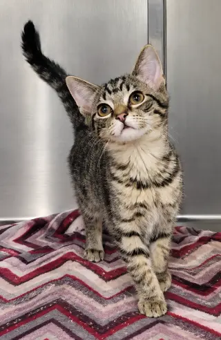 Kitten Wave