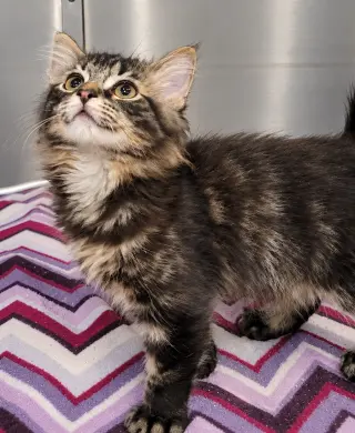 Kitten Tidal