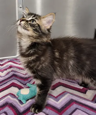 Kitten Tidal