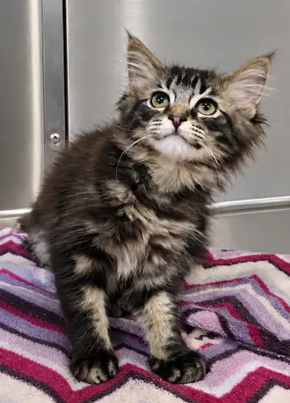 Kitten Tidal