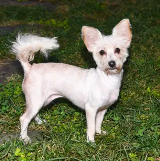 Addie