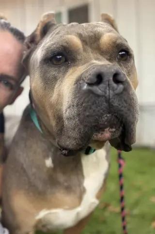 Mufasa