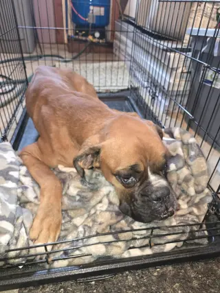 Simba *Needs Foster*