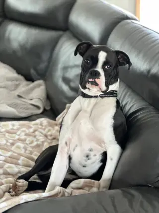 Cooper *Needs Foster*