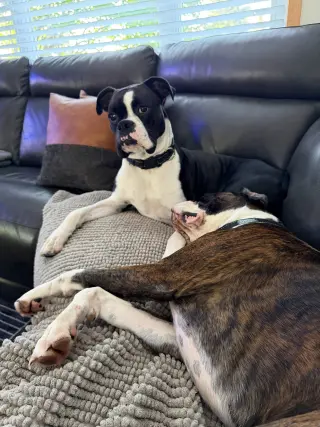 Cooper *Needs Foster*