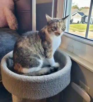Callie