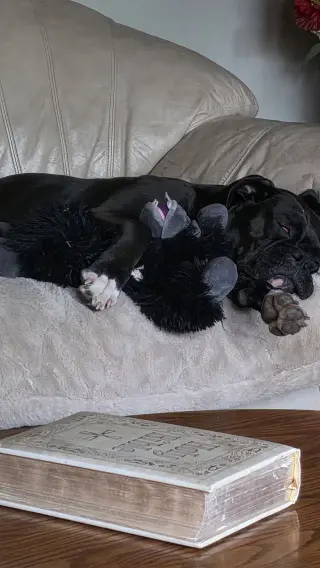 Luna *In a Foster-to-Adopt Home *