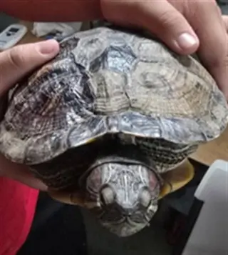 RAPHAEL