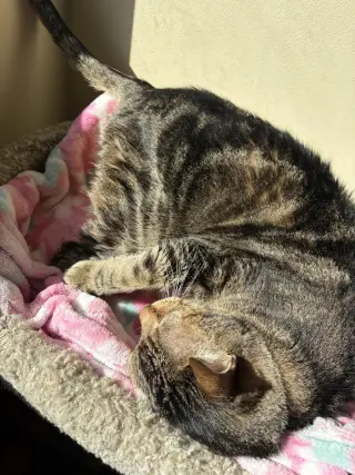Dee