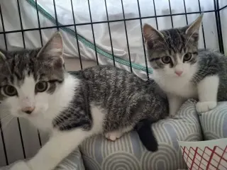 Boo