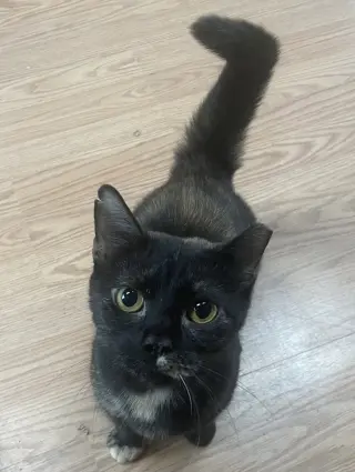 Minnie