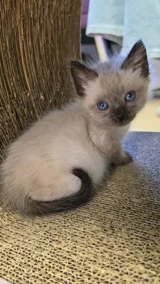 Monroe