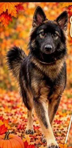 Suki