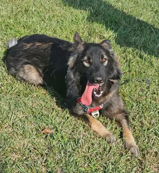 Suki