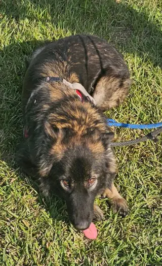 Suki