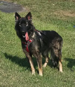 Suki