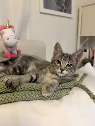 Princess Donut