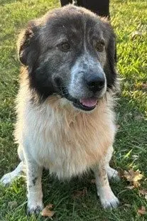 Hank