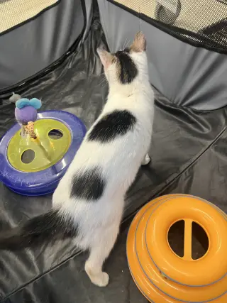 Mitzy