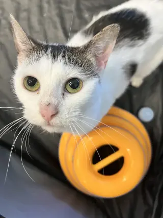 Mitzy