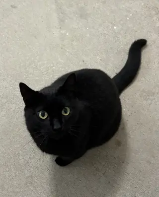 Jett