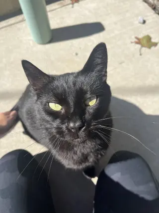 Jett