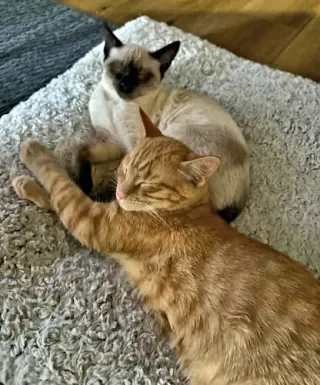 Houdini