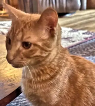 Garfield