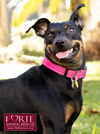 Pippa