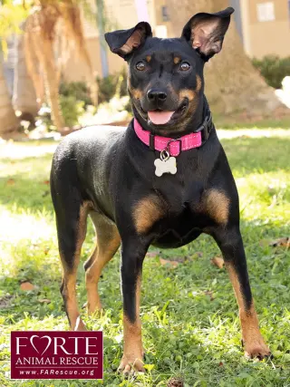 Pippa