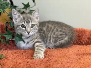 Roo