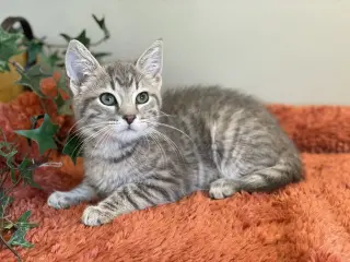Roo