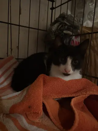 Cheddar