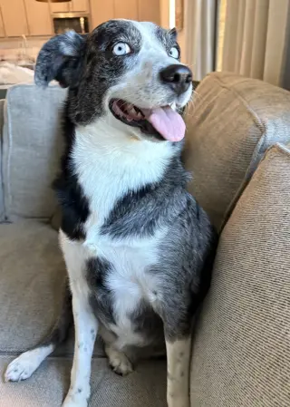 Skylar