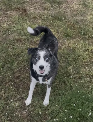 Skylar