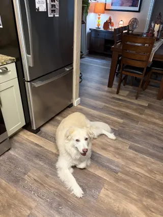 Molly