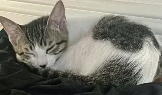 Kitten Popplio