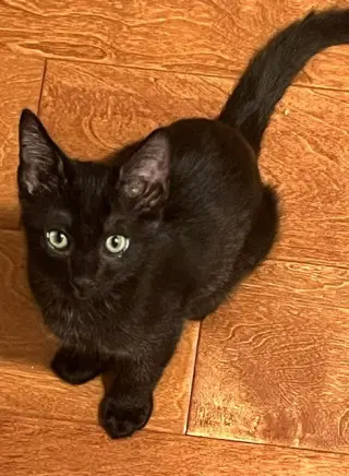 Kitten Pumpkaboo
