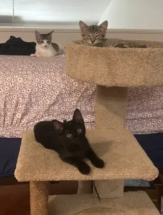 Kitten Pumpkaboo