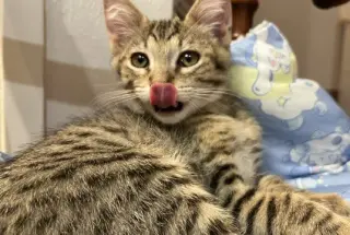 Kitten Pikachu
