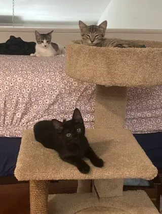 Kitten Pikachu