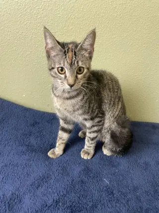 Bon Bon-In Foster