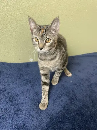 Bon Bon-In Foster